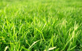October 30, 2017 - 1920x1200 px Grass Desktop Wallpapers for PC ...