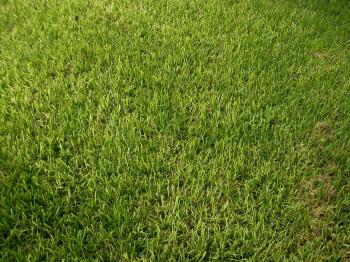 Which Types of Grass Should I Plant in Austin?