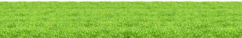 Grass PNG images, pictures