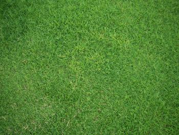 Grass004 :: Grass :: High Resolution Texture Library