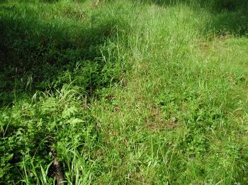Free Stock Photo of Grass - Forest - Landscapes