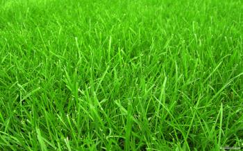 Free Wallpaper - Free Nature wallpaper - Grass Football Pitches ...