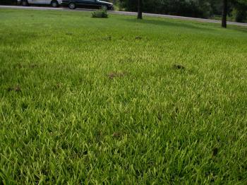 Yellowing St. Augustine Grass