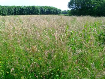 File:(Unmowed) grass 2.JPG - Wikimedia Commons