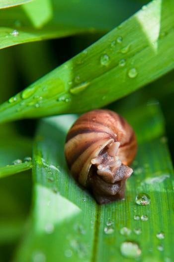 Grass and snail