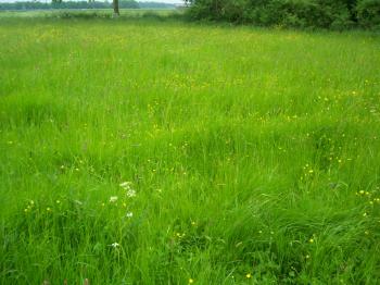 File:Unmowed grassfield in May.JPG - Wikimedia Commons