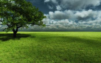 Green Grass Field HD Wallpaper, Background Images