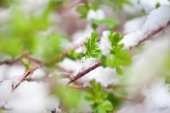Grass in the snow
