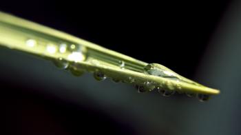 Grass leaf with water drops