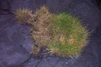 Grass on rock