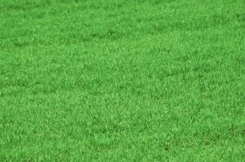 Grass Texture