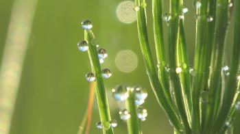 blade of grass with dew drops macro Stock Video Footage - Videoblocks