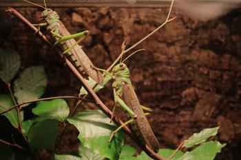 Grasshoppers on the Branch