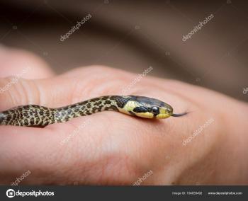 Very young grass snake in the hand of a girl — Stock Photo ...