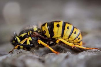 Gravid Yellow Jacket Wasp Close-up Photography