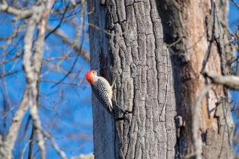 Gray and Red Woodpecker