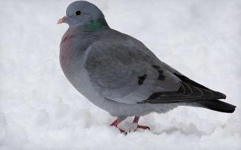 Gray Dove 1920x1200 Wallpapers,Dove 1920x1200 Wallpapers & Pictures ...