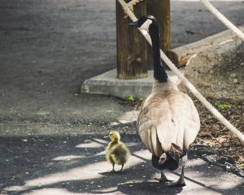 Gray duck and cute chick are walking together