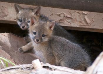 File:Gray Fox Kits.jpg - Wikimedia Commons