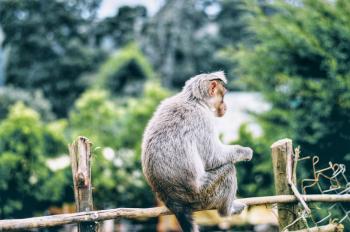 Gray Monkey on Brown Wooden Fence