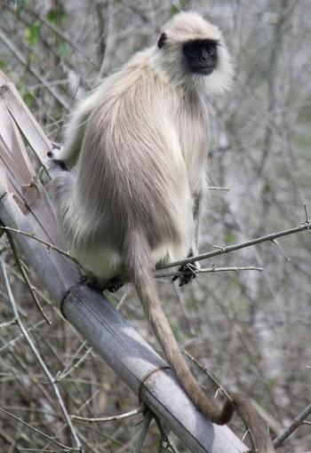 Gray langur - Wikipedia
