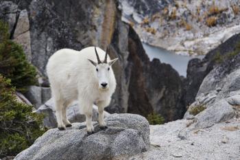 Mountain Goats in the Enchantments | North Western Images - photos ...