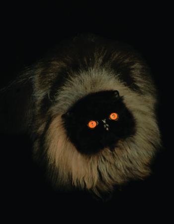 Persian cat - Wikipedia