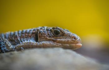 Gray Reptile Close-up Photography