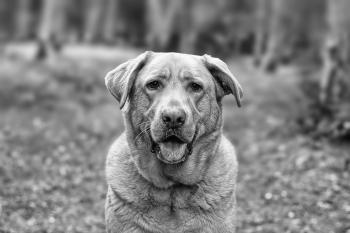 Gray Scale Photo of Dog