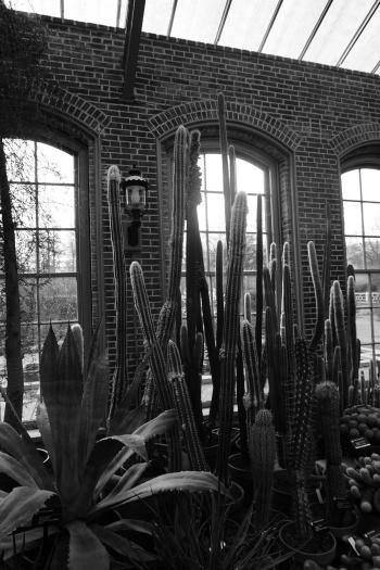 Gray Scale Photo of Plants Indoor