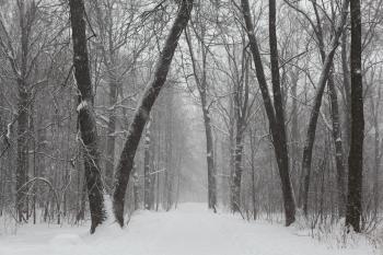 Gray Scale Photo of Trees on Snow