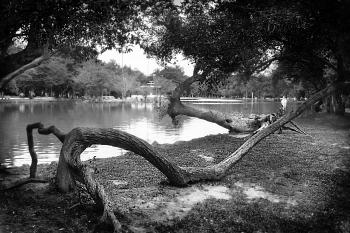 Gray Scale Photography of Body of Water Surround by Trees
