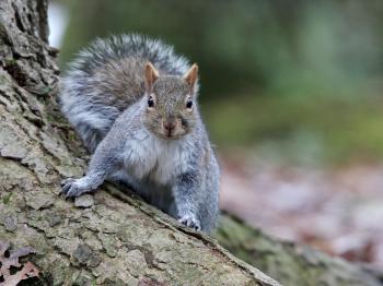 How to deal with problem Tree squirrel in Delaware | WildlifeHelp.org