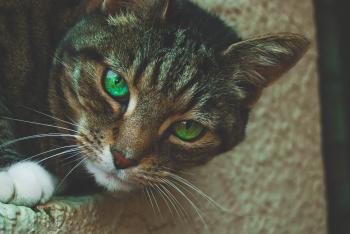 Gray Tabby Cat with Green Eyes