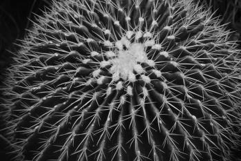 Grayscale Photo of Ball Cactus