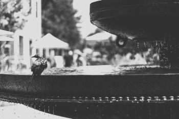 Grayscale Photo of Bird on Water Fountain
