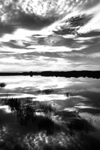 Grayscale Photo of Grass Near Body of Water Under Clouds