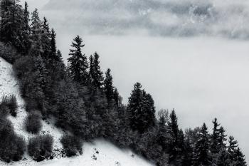 Grayscale Photo Of Pine Trees And Mountain