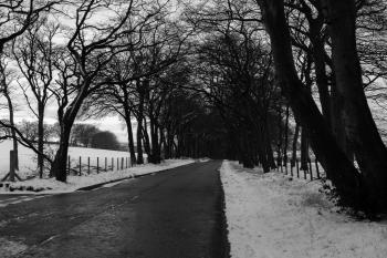 Grayscale Photo of Road in Between Withered Trees