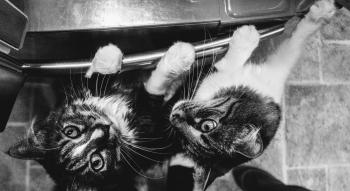 Grayscale Photo of Tabby Cats