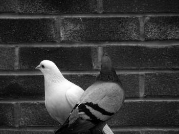 Grayscale Photo of Tow Pigeons