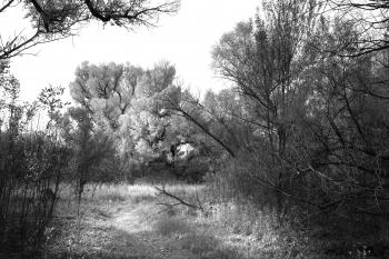 Grayscale Photo of Trees in the Woods