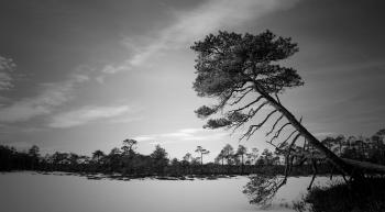 Grayscale Photo of Trees Near Body of Water