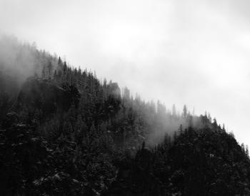 Grayscale Photo of Trees on Mountain