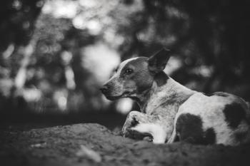 Grayscale Photography of Adult Short-coated Dog