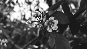Grayscale Photography of Flower