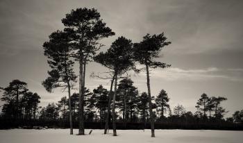 Grayscale Photography of Trees