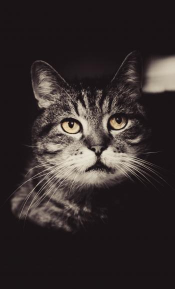 Graysclae Photo of Cat