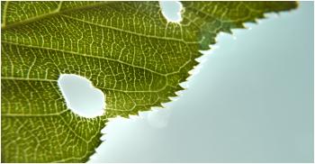 Grean leaf structure