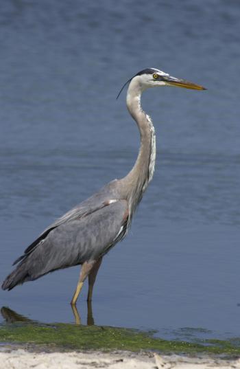 Great Blue Heron | KRCU